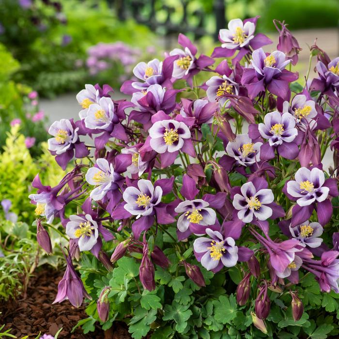 Earlybird&trade; Purple White - Aquilegia caerulea (Columbine) from 5 Acres NH