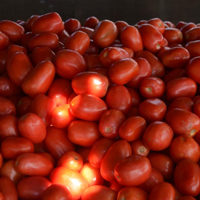 'Roma' Plum Tomato - Lycopersicon esculentum from 5 Acres NH