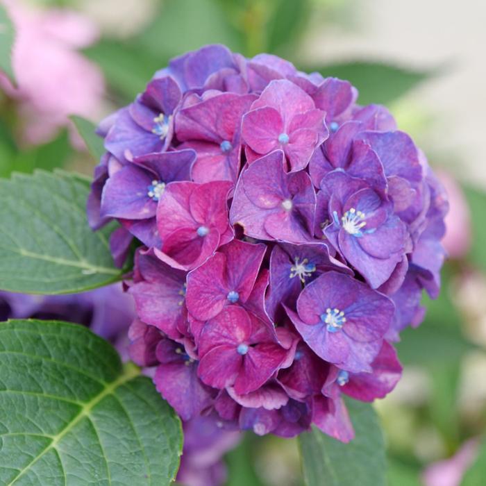 Bigleaf Hydrangea - Hydrangea macrophylla from 5 Acres NH