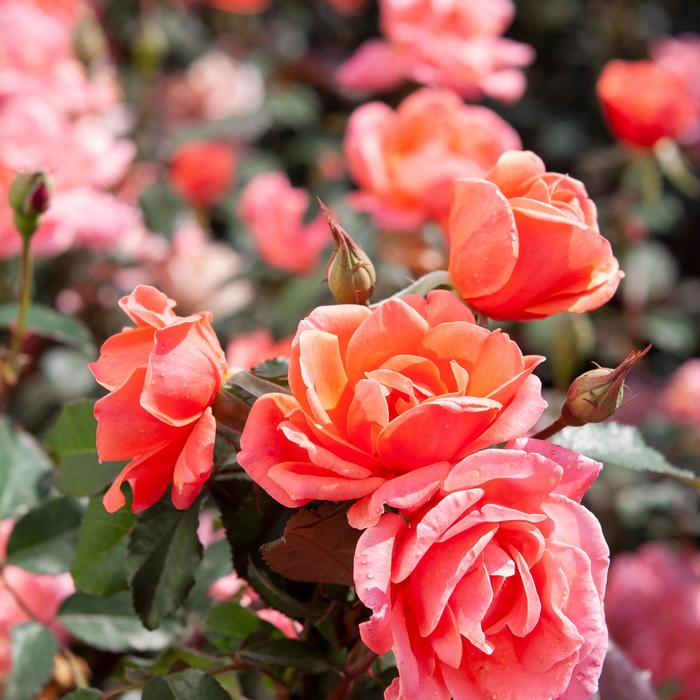 Knock Out&reg; Coral - Rosa (Rose) from 5 Acres NH