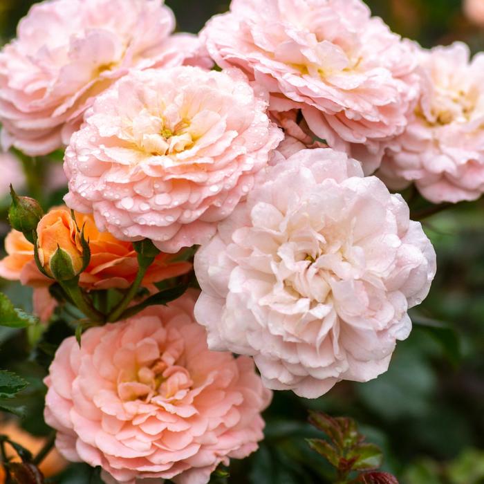 'Apricot Drift&reg;' Rose - Rosa from 5 Acres NH