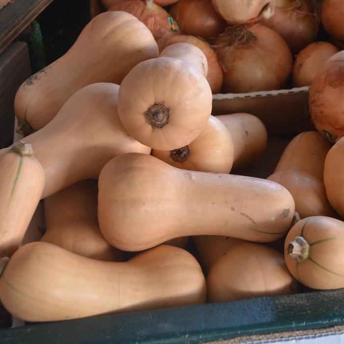 Butternut Squash - Cucurbita moschata from 5 Acres NH