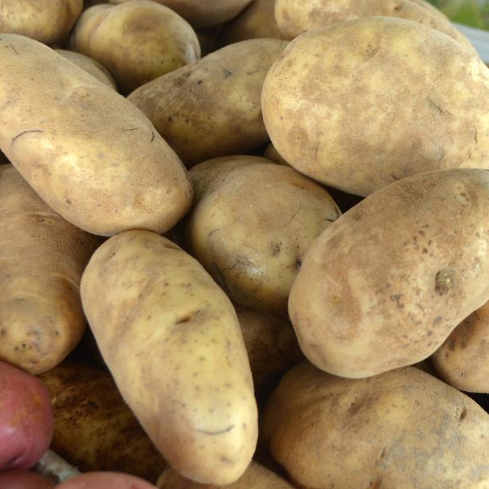 Russet Potato - Solanum tuberosum from 5 Acres NH