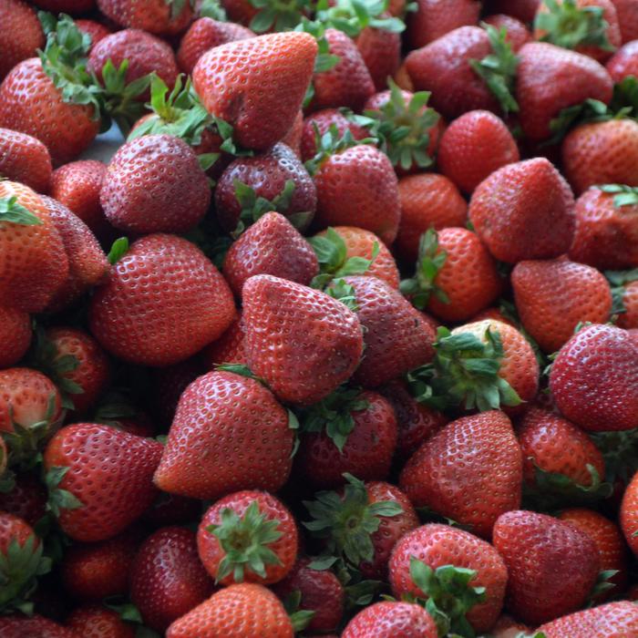 Assorted Strawberry - Fragaria from 5 Acres NH