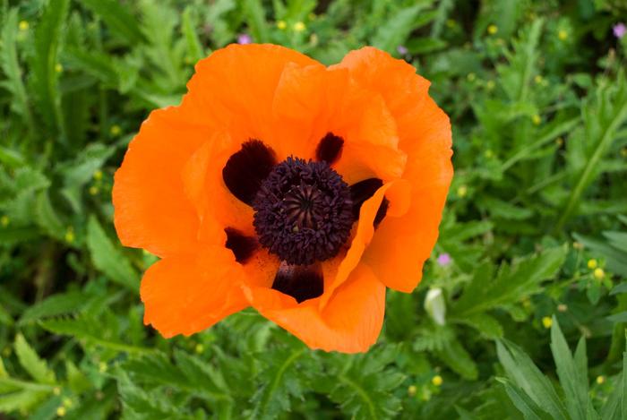 'Prince of Orange' Oriental Poppy - Papaver orientale from 5 Acres NH