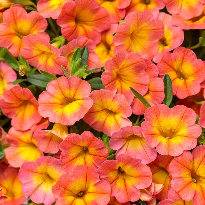 Superbells&reg; 'Coral Sun' - Calibrachoa from 5 Acres NH