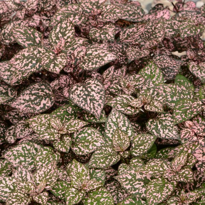 Hippo&reg; 'Pink' - Hypoestes phyllostachya (Polka Dot Plant) from 5 Acres NH