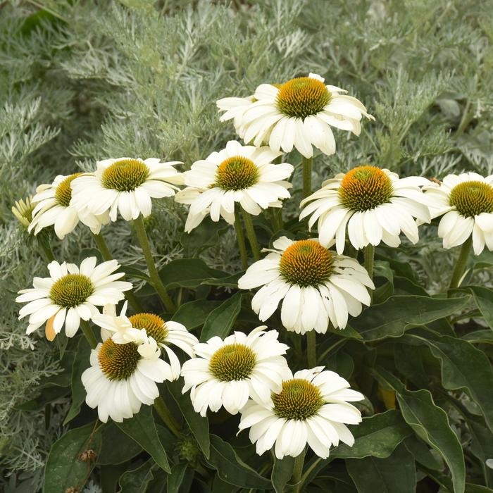 Color Coded&trade; 'The Price is White' - Echinacea (Coneflower) from 5 Acres NH