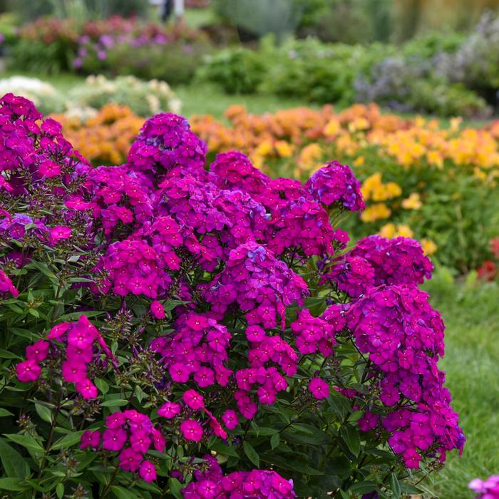 Luminary&trade; 'Ultraviolet' - Phlox paniculata (Garden Phlox) from 5 Acres NH