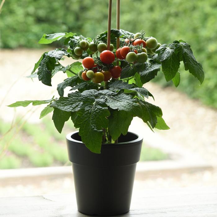 'Siam' Potted Tomato - Lycopersicon esculentum from 5 Acres NH