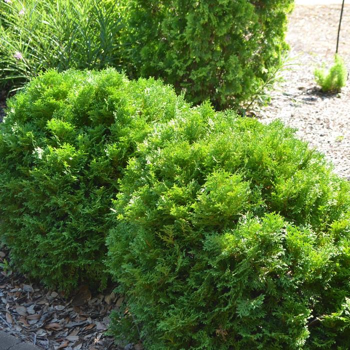 'Mr. Bowling Ball&reg;' Arborvitae - Thuja occidentalis from 5 Acres NH