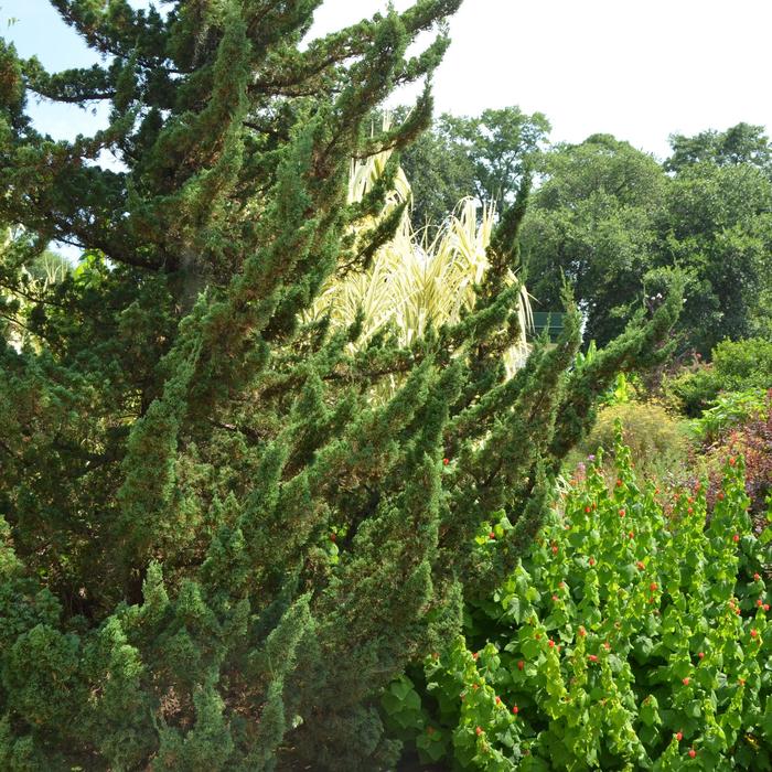 'Torulosa&trade;' Hollywood Juniper - Juniperus chinensis from 5 Acres NH
