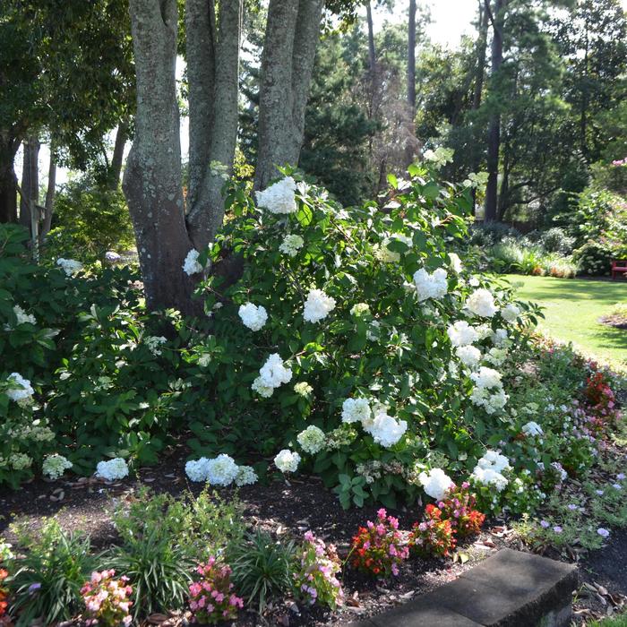 Vanilla Strawberry&trade; - Hydrangea paniculata from 5 Acres NH