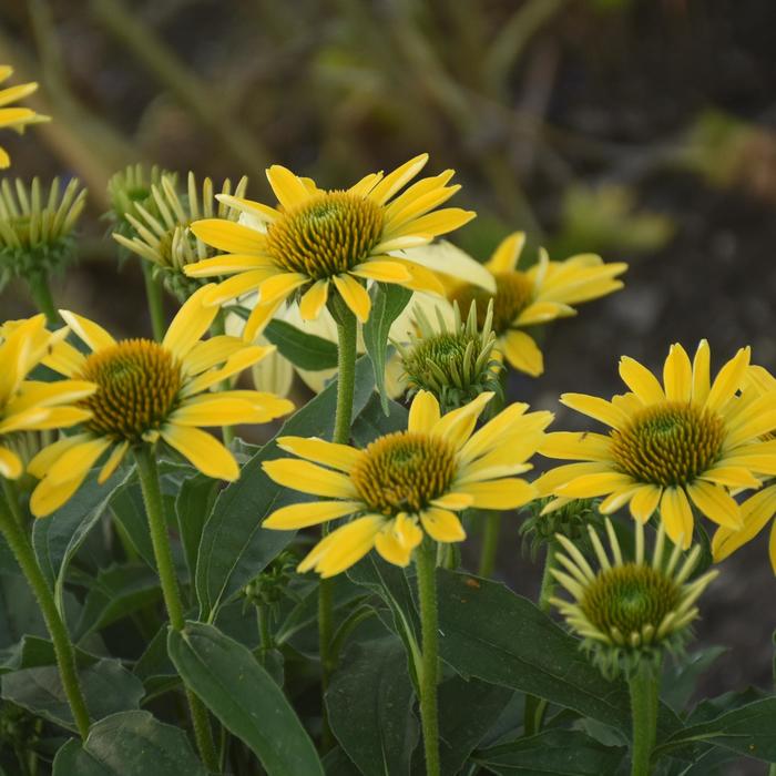 Eye-Catcher&trade; 'Canary Feathers' - Echinacea (Coneflower) from 5 Acres NH