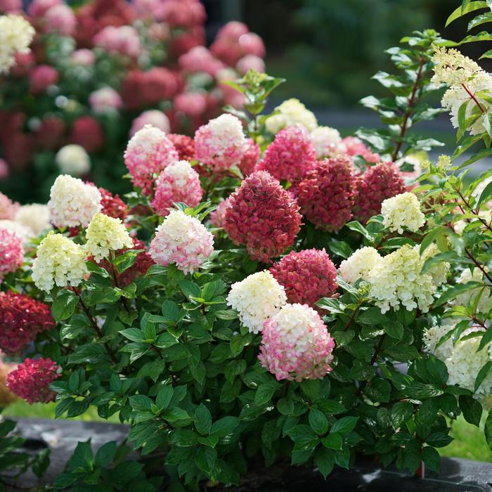 'Little Lime Punch&trade;' Panicle Hydrangea - Hydrangea paniculata from 5 Acres NH