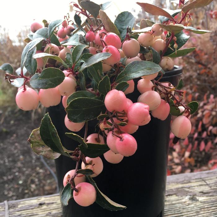 'Winter Fiesta' Wintergreen - Gaultheria procumbens from 5 Acres NH