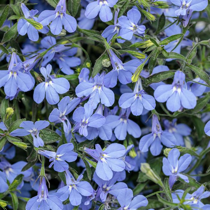 Laguna&reg; ''Sky Blue'' - Lobelia erinus from 5 Acres NH