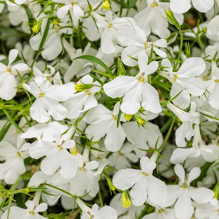 Laguna&reg; 'Cloud White&trade;' - Lobelia erinus from 5 Acres NH