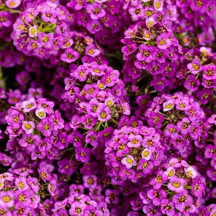 'Violet Knight&reg;' Sweet Alyssum - Lobularia maritima from 5 Acres NH