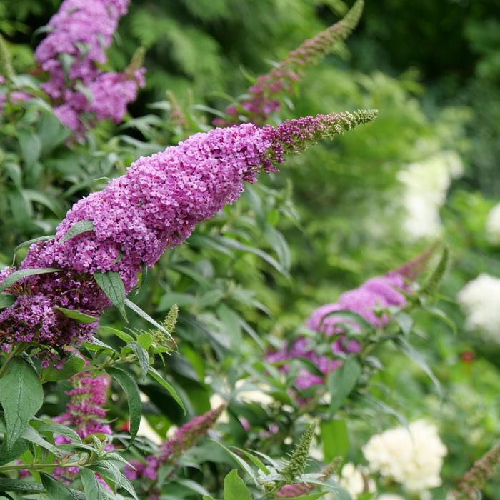 'Pugster Pinker&reg;' Butterfly Bush - Buddleia from 5 Acres NH