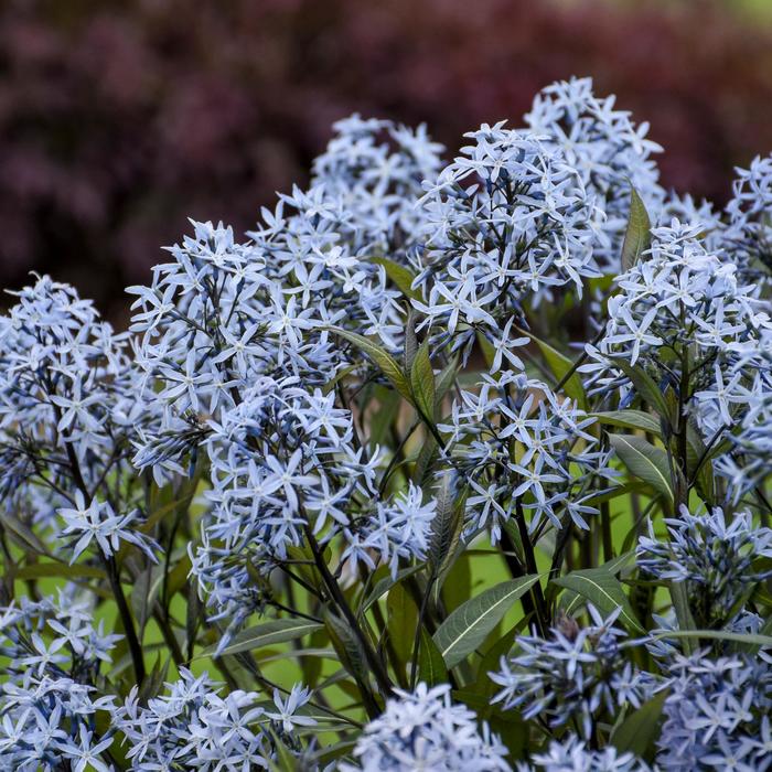 'Storm Cloud' Bluestar - Amsonia tabernaemontana from 5 Acres NH
