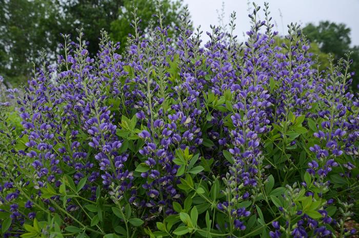 Decadence&reg; 'Blueberry Sundae' - Baptisia (False Indigo) from 5 Acres NH