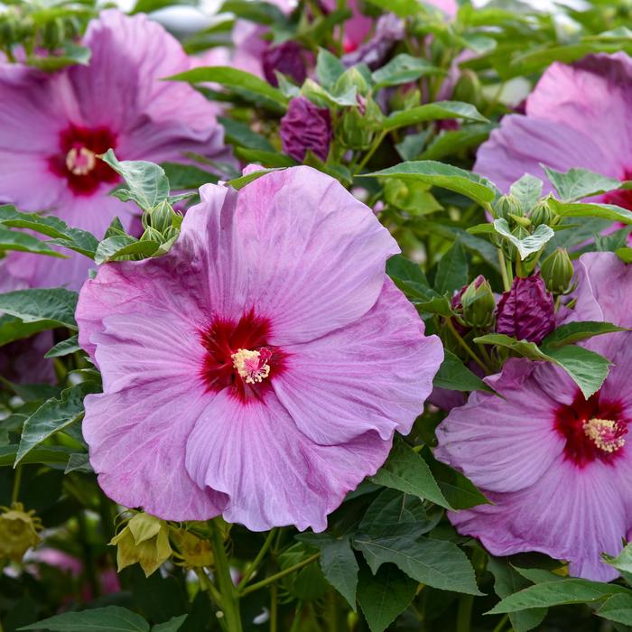 Summerific&reg; 'Lilac Crush' - Hibiscus (Hardy Hibiscus) from 5 Acres NH
