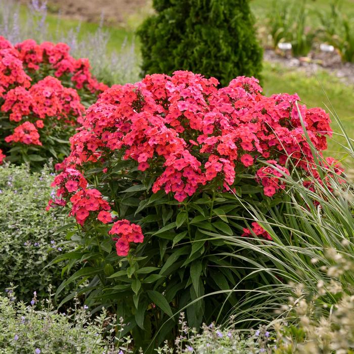 Luminary&trade; 'Sunset Coral' - Phlox paniculata (Garden Phlox) from 5 Acres NH