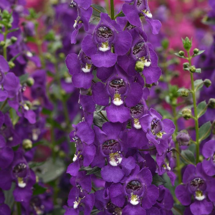 Archangel&trade; Purple Improved - Angelonia angustifolia from 5 Acres NH