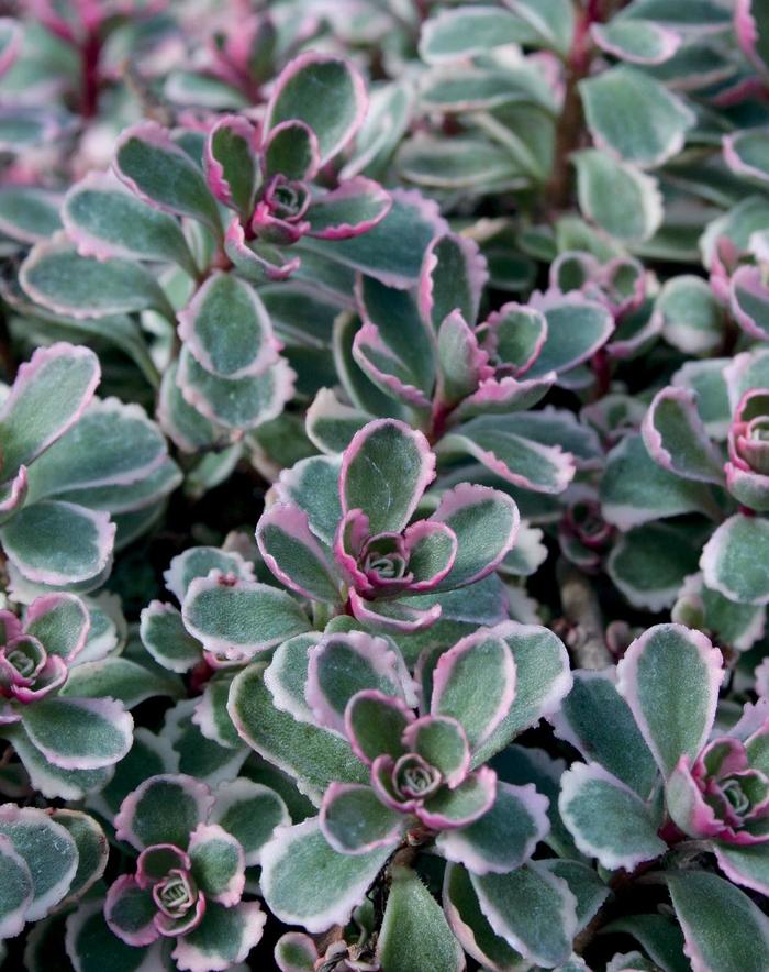 'Tricolor' Stonecrop - Sedum spurium from 5 Acres NH