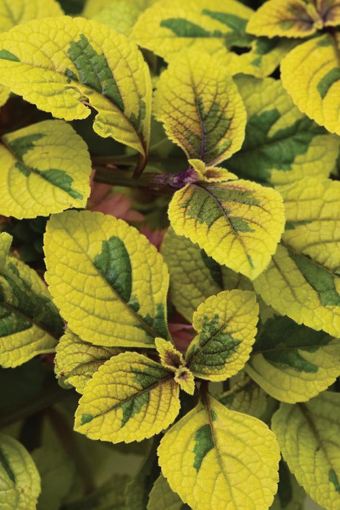 FanciFillers&trade; 'Guacamole' - Plectranthus from 5 Acres NH