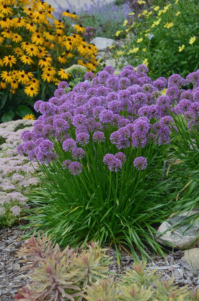 'Millenium' Ornamental Onion - Allium from 5 Acres NH