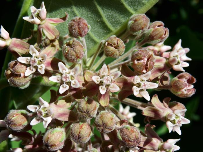Common Milkweed - Asclepias syriaca from 5 Acres NH