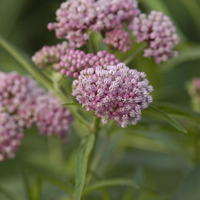 Swamp Milkweed - Asclepias incarnata from 5 Acres NH