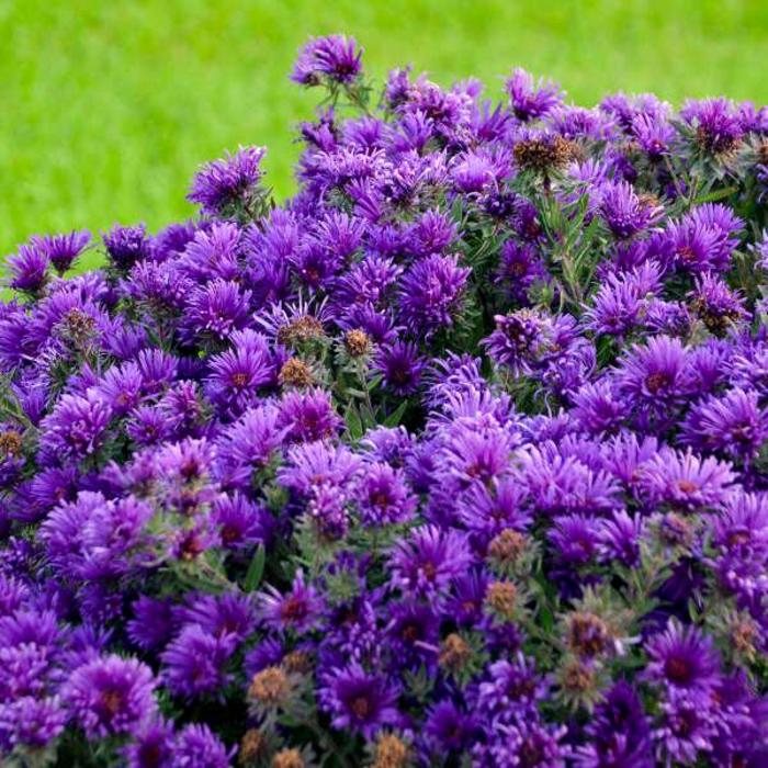 'Grape Crush' New England Aster - Aster novae-angliae from 5 Acres NH