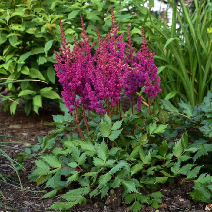 'Vision in Red' - Astilbe chinensis (False Spirea) from 5 Acres NH