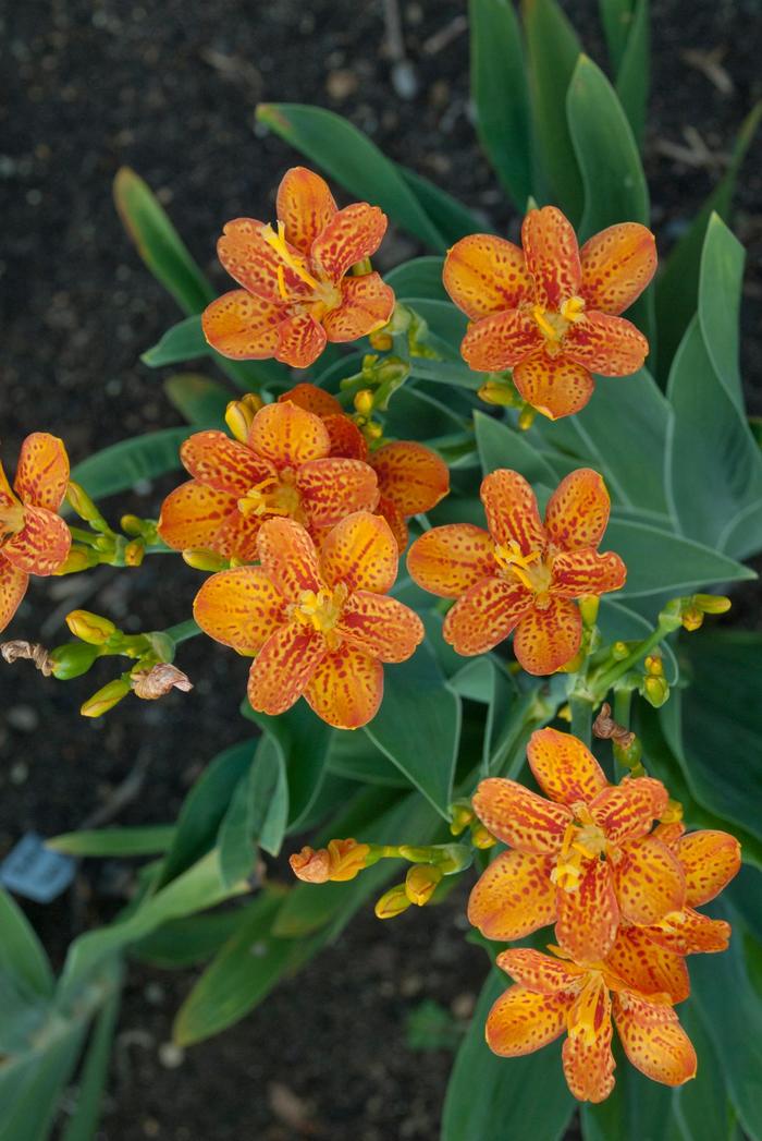 'Freckle Face' Blackberry Lily - Belamcanda chinensis from 5 Acres NH