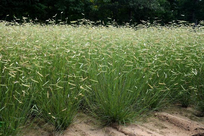 'Blonde Ambition' Blue Grama Grass - Bouteloua gracilis from 5 Acres NH