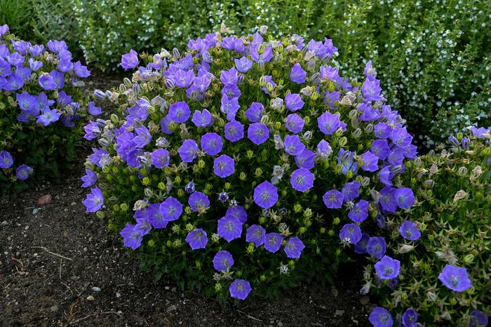 'Rapido Blue' Bellflower - Campanula carpatica from 5 Acres NH