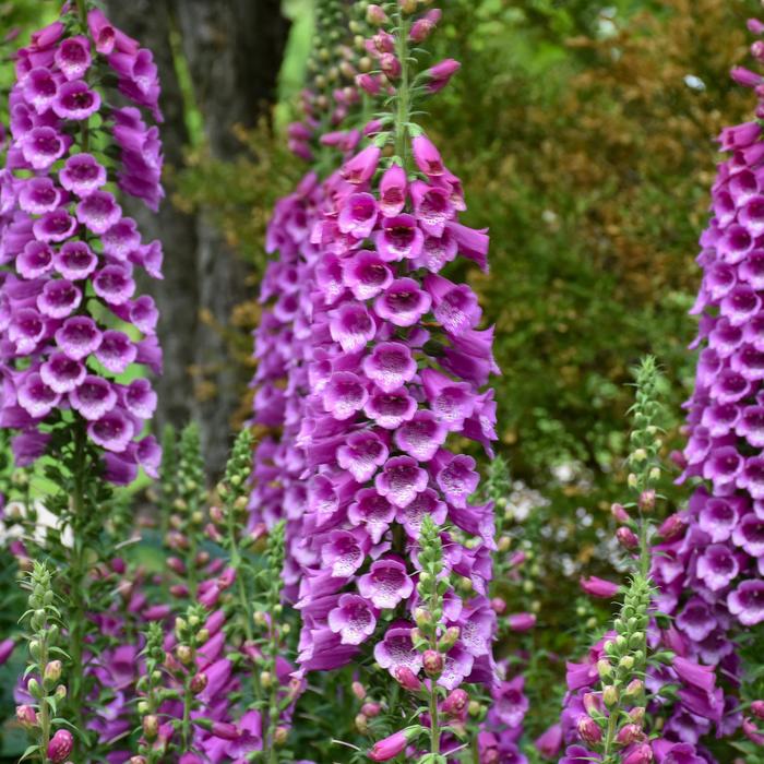 'Dalmatian Purple' Foxglove - Digitalis purpurea from 5 Acres NH