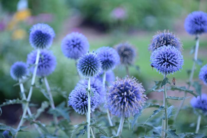 ''Blue Glow'' Globe Thistle - Echinops bannaticus from 5 Acres NH