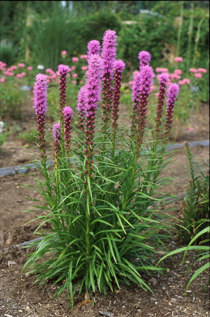 'Kobold' Blazing Star - Liatris spicata from 5 Acres NH