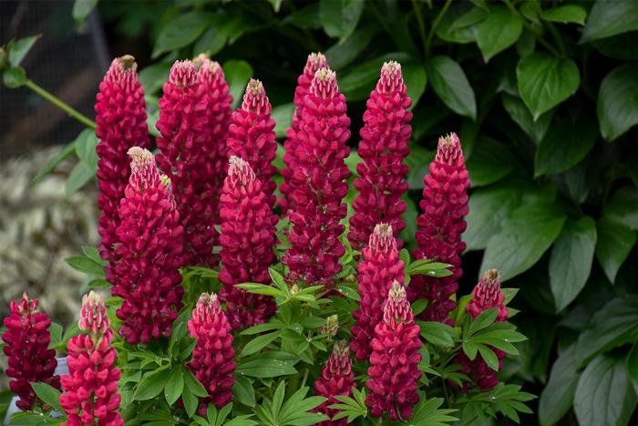 Mini Gallery&trade; 'Red' - Lupinus polyphyllus () from 5 Acres NH