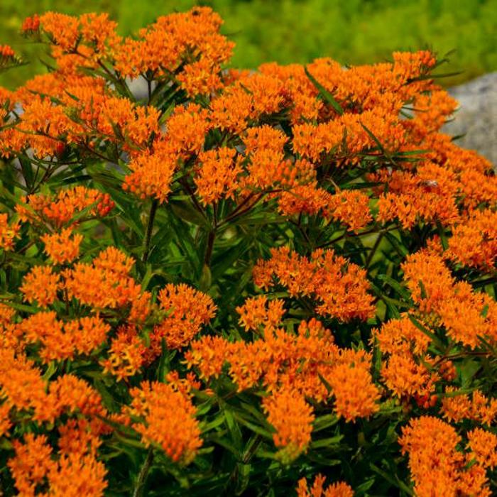 Butterfly Milkweed - Asclepias tuberosa from 5 Acres NH