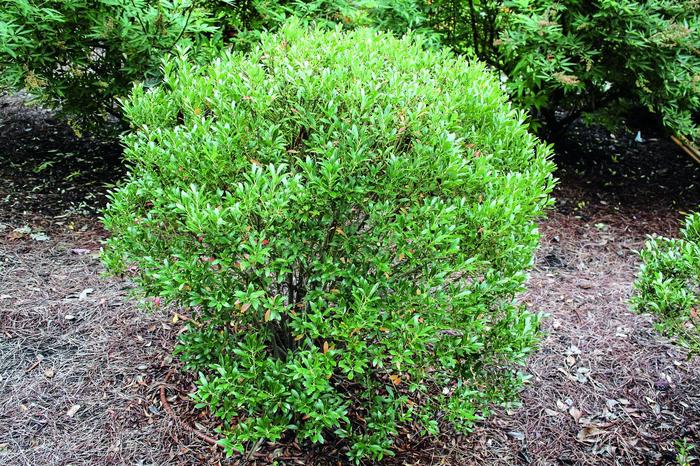 'Shamrock' Inkberry - Ilex glabra from 5 Acres NH
