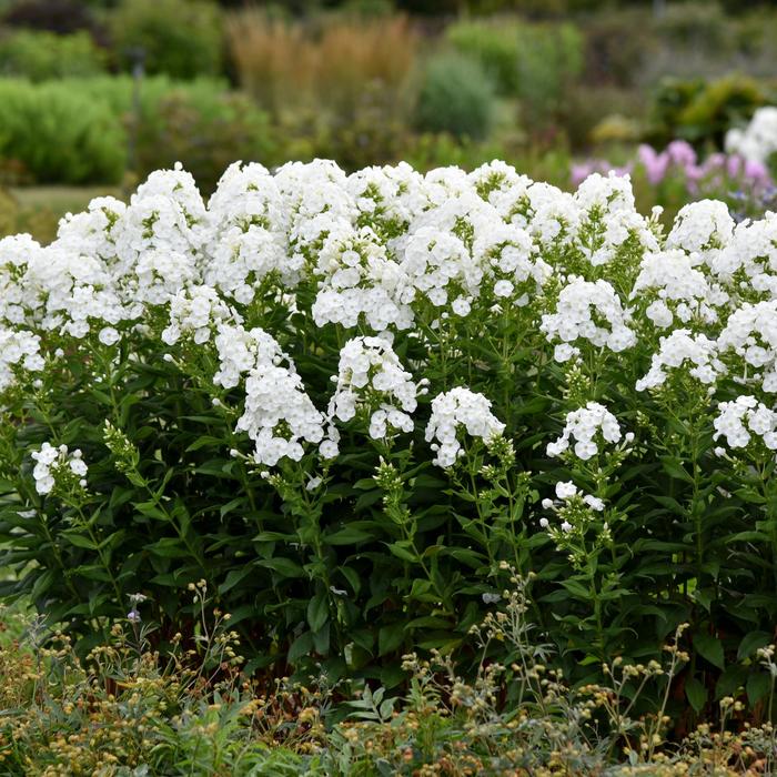 Luminary&trade; 'Backlight' - Phlox paniculata from 5 Acres NH
