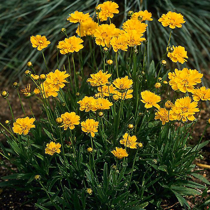 'Early Sunrise' Tickseed - Coreopsis grandiflora from 5 Acres NH