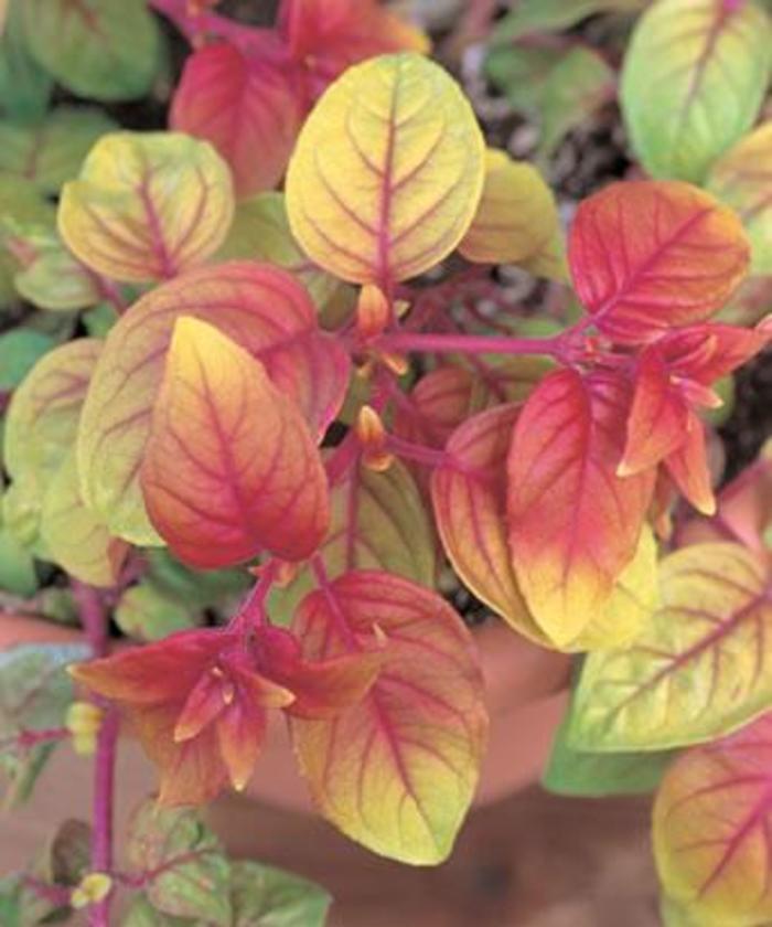 ''Autumnale'' - Fuchsia from 5 Acres NH