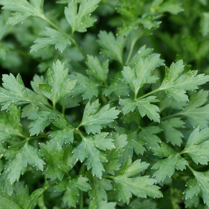 'Flat Italian' Parsley - Petroselinum neapolitanum from 5 Acres NH