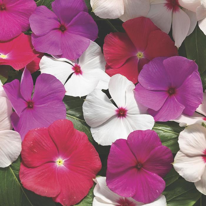 Cora&reg; Cascade XDR Mix - Catharanthus roseus (Annual Vinca; Periwinkle) from 5 Acres NH
